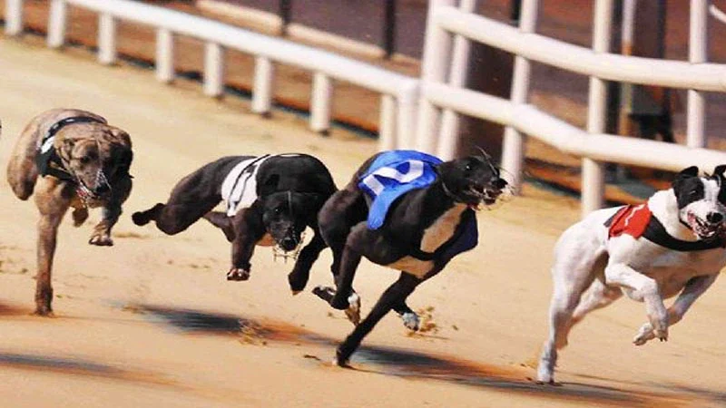 giới thiệu về sự phát triển của đua chó